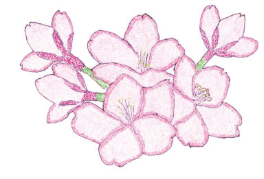 3月　「桜」　小松 明子